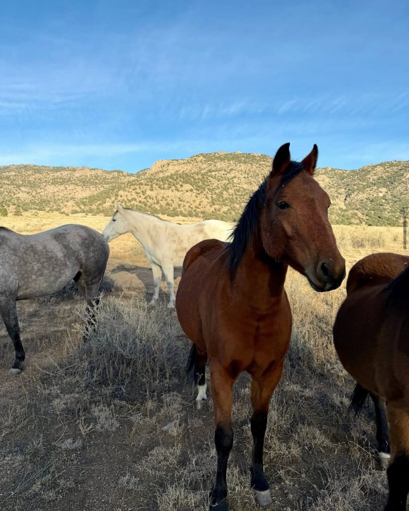 Wild horses at dusk